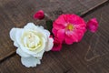 Pink roses on a white background, the best roses for your projects and designs,