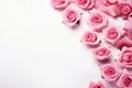 Pink roses on a white background with copy space for your text, Close up of blooming pink roses flowers and petals isolated on Royalty Free Stock Photo