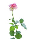 Pink roses on white background. Flower head