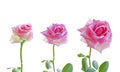 Pink roses on white background. Flower head Royalty Free Stock Photo