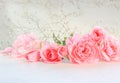 Pink roses on white background. Perfect for background greeting cards and invitations of the wedding, birthday, Valentine`s Day, M Royalty Free Stock Photo