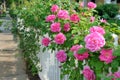 Pink Roses on White Fence Royalty Free Stock Photo