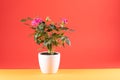 Pink roses in white flowerpot,, orange background, copy-space Royalty Free Stock Photo