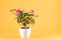 Pink roses in white flowerpot, yellow background, copy-space Royalty Free Stock Photo
