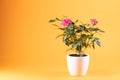 Pink roses in white flowerpot, yellow background, copy-space Royalty Free Stock Photo
