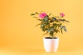 Pink roses in white flowerpot, yellow background, copy-space Royalty Free Stock Photo