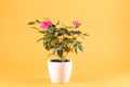 Pink roses in white flowerpot, yellow background, copy-space Royalty Free Stock Photo