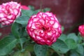 Pink roses with white hybrids that are uniquely beautiful