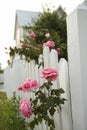 Pink roses and white picket fence. Royalty Free Stock Photo