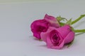 Pink roses Royalty Free Stock Photo