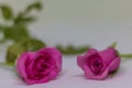 Pink roses Royalty Free Stock Photo