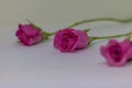 Pink roses Royalty Free Stock Photo