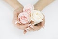 Pink roses in woman hands Royalty Free Stock Photo