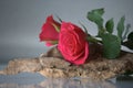 Pink roses on wood Royalty Free Stock Photo