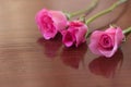 Pink roses Royalty Free Stock Photo