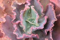 Echeveria dicks pink succulent leaves frilled pink edges