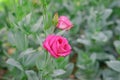 Pink Rosita Lisianthus background nature Royalty Free Stock Photo