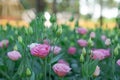 Pink Rosita Lisianthus in the park Royalty Free Stock Photo