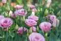 pink petunia bush in botanical garden Royalty Free Stock Photo