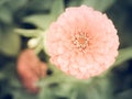 Close-up of Pink Round Flower on Green Nature Background