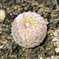 PINK ROUND RAINBOW CACTUS