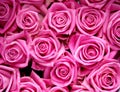 Pink rouses background Royalty Free Stock Photo