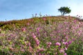 Pink royal azalea flowers or cheoljjuk bloom around the hillside in Hwangmaesan Country Park Royalty Free Stock Photo