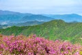Pink royal azalea flowers or cheoljjuk in Korea language bloom around the hillside in Hwangmaesan Country Park Royalty Free Stock Photo