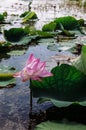 Pink royal lotus flower in Talay Noi Fowl Reserve, Ramsar wetland resevior of Songkhla Lake, Phattalung - Thailand Royalty Free Stock Photo