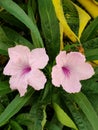 Pink ruellia flowers in a garden