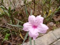 Pink Ruellia humilis bloom