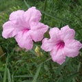 Pink ruellias, wild petunias Royalty Free Stock Photo