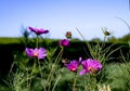 Pink ruffle petal flower in sunshine with blue sky