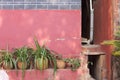 Pink ruined wall behind plants in Yuantong Temple Royalty Free Stock Photo