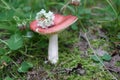 Pink russula with clover flower on the hat