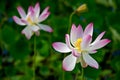 Pink Sacred Lotus Royalty Free Stock Photo