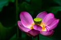 Pink Sacred Lotus Royalty Free Stock Photo