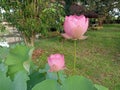 Pink sacred lotus blooming on pond. Two pink water lily blossom together on green park background. Royalty Free Stock Photo