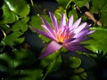 Pink Sacred Lotus blossom and leaves in lake,lighting and shadow Royalty Free Stock Photo