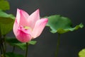 Pink Sacred Lotus Flower with a dark grey background.