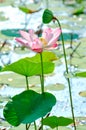 Pink sacred lotus