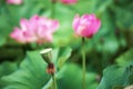 Pink Sacred Lotus Nelumbo nucifera  Bud Royalty Free Stock Photo