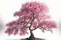 Pink Sacura tree in bloom, isolated on white background Royalty Free Stock Photo