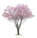 Pink sacura tree Royalty Free Stock Photo