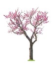 Pink sacura tree Royalty Free Stock Photo