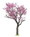 Pink sacura tree Royalty Free Stock Photo