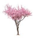 Pink sacura tree Royalty Free Stock Photo