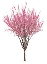 Pink sacura tree