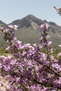 Pink Sage Bush Flowers Blossoming With Mountain in the Background