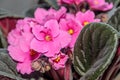 Pink Saintpaulias flowers, African violets close up, green leaf Royalty Free Stock Photo